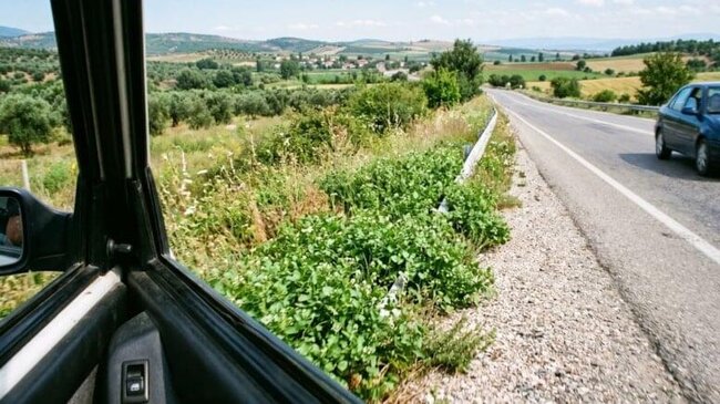 Dünyanın ən sağlam göyərtisi bəlli oldu: Yol qırağındaca yetişir