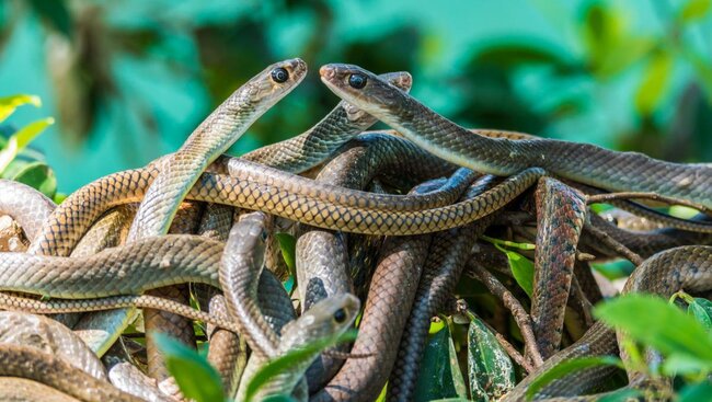 Yüzlərlə ilan qışın ortasında niyə oyandı? - Ölümcül zəlzələnin xəbərçisi