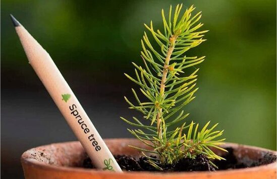 Karandaş əkib, Milad ağacı yetişdirmək mümkün olacaq - FOTO/VİDEO