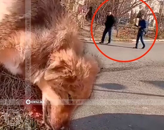 Azərbaycanda vətəndaş itləri güllələdi - FOTO/VİDEO