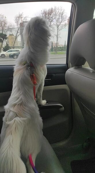 Bakıda taksi çağıran oğlan maraqlı mənzərə ilə qarşılaşdı - FOTOLAR