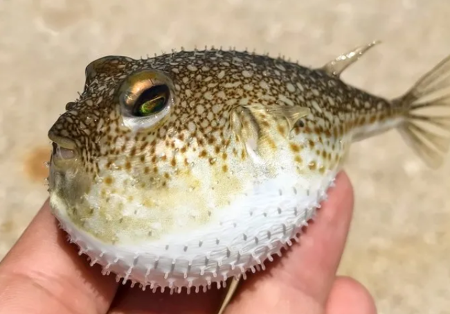 Dünyadakı ən təhlükəli 3 qidanın adı açıqlandı