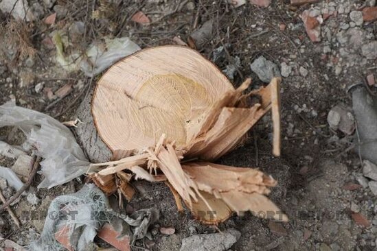 Bakı sakini küləkdən sui-istifadə edərək evinin qarşısındakı ağacı kəsdi - VİDEO