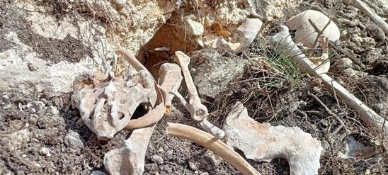 Fərruxda qazıntılar zamanı daha bir neçə azərbaycanlının meyitinin qalıqları tapıldı - FOTO