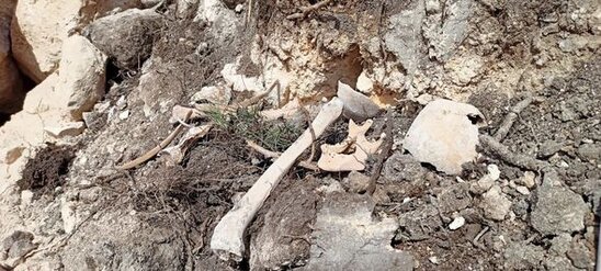 Fərruxda qazıntılar zamanı daha bir neçə azərbaycanlının meyitinin qalıqları tapıldı - FOTO