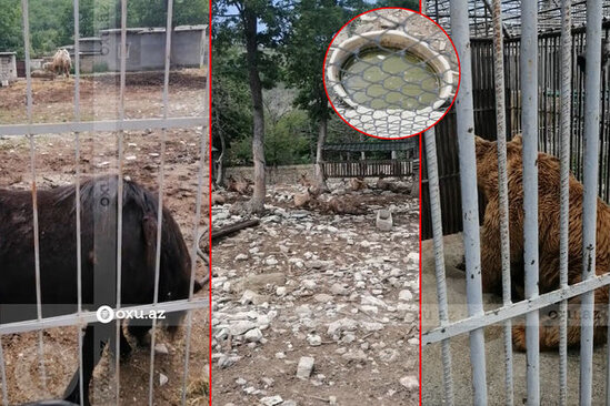 "Cənnət bağı"nda vəhşi heyvanlar cəhənnəm əzabı çəkirlər - AÇIQLAMA + VİDEO
