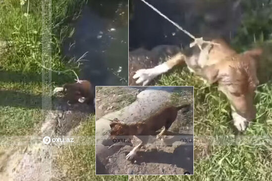 Ağcabədidə itə işgəncə verənlər cəzalandırıldılar - VİDEO