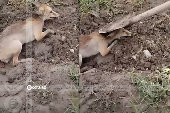 Heyvana işgəncə verən şəxslər həbs edildilər – VİDEO