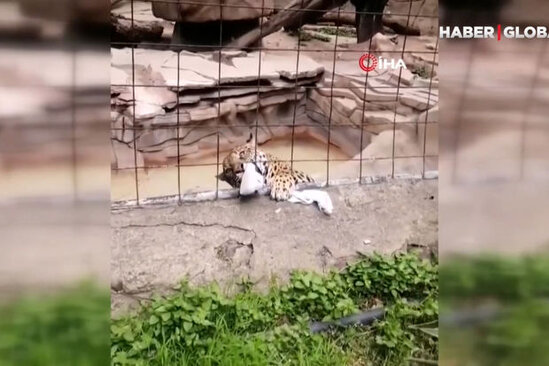 Yaquar yeniyetməyə hücum etdi - VİDEO