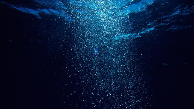 24 gözü olan ən ölümcül dəniz canlısı - İldə 100 insan öldürə bilər