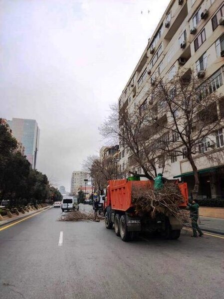 Paytaxtda ağaclar budanır və yuyulur