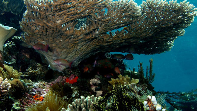 "İkinci Amazon" təhlükədə: Dünya ən böyük mərcan krallığını birdəfəlik itirə bilər