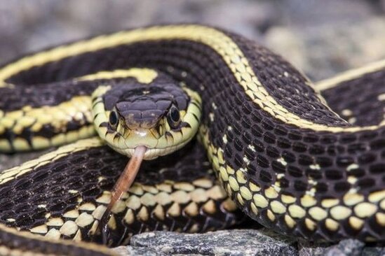 İlan sancması ilə bağlı dəhşətli statistika: Zərdab təminatı hansı səviyyədədir?