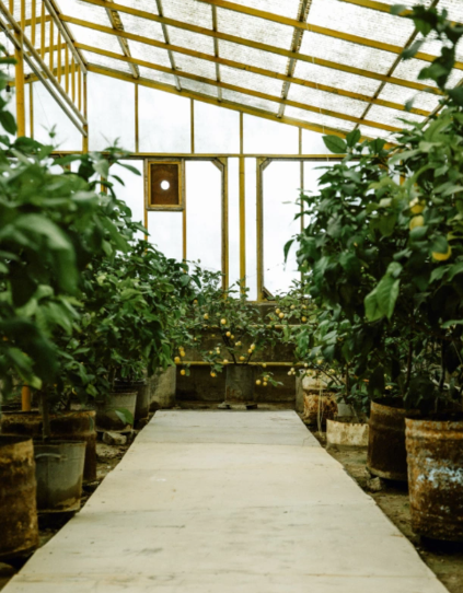 Leyla Əliyeva və Arzu Əliyevanın Naxçıvan səfəri Ordubad rayonunda davam edib - FOTO