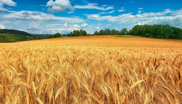 Qeyri-sabit hava taxıl zəmilərinə ziyan vurub: Qıtlıq olacaq? - ARAŞDIRMA