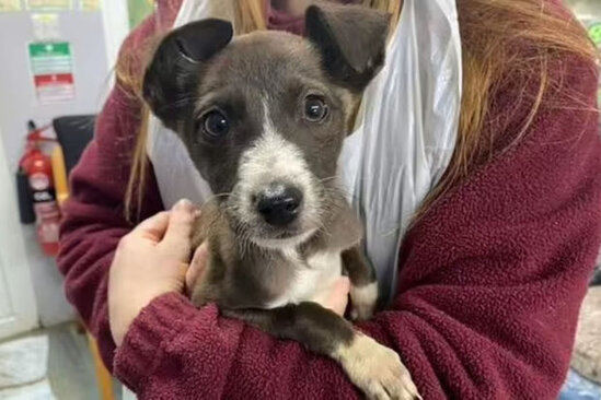 İngilislər qiymət artımına görə ev heyvanlarını sığınacaqlara təhvil verirlər