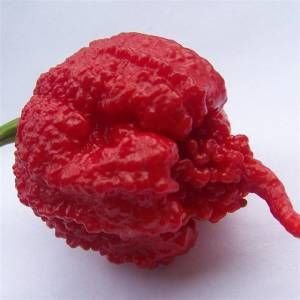 Dünyanın ən acı bibəri - İnsanlar xəstəxanalıq olur/ FOTOLAR-VİDEO