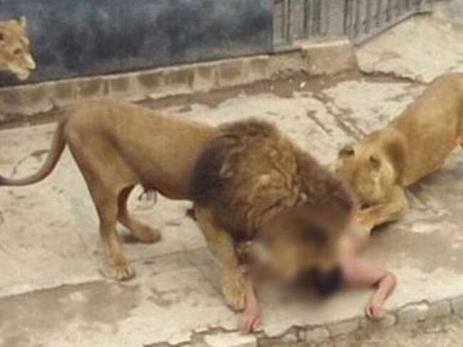 Hindistanda Asiya şirləri üç gündə iki uşaq yeyiblər