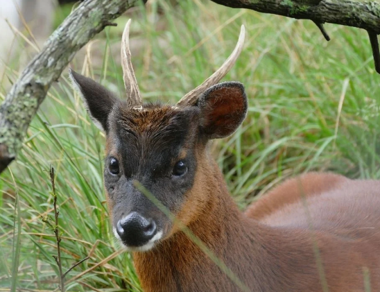 Peruda yeni maral növləri aşkar edildi