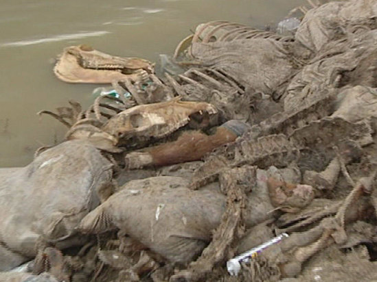 Bu iyrənc kadrlar Abşeronda çəkildi - VİDEO