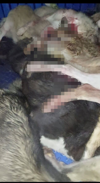 Zaqatalada küçə itlərinin öldürülməsi ilə bağlı AÇIQLAMA - YENİLƏNİB + FOTO/VİDEO