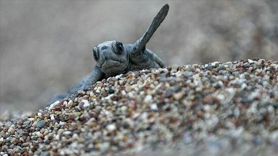 Antalyada yanğının qatı tüstüsü səmanı örtdü, bala tısbağalar yollarını itirdilər - FOTO