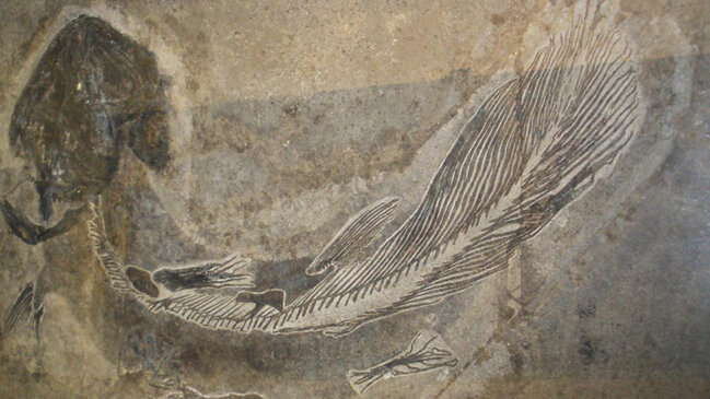 1938-ci ildə balıqçılar milyonlarla il əvvəl nəsli kəsilmiş balığı necə tutmuşdu?