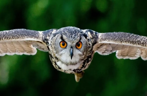 Yuxuda bayquş görmək nə deməkdir? - Həqiqətənmi bədbəxtlik gətirir?