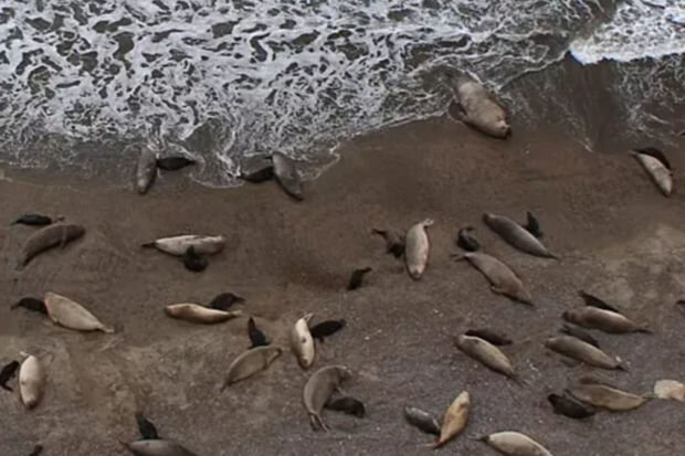 Təhlükə artır: İnsanlar üçün də qorxulu olan xəstəlikdən minlərlə məməli öldü - VİDEO