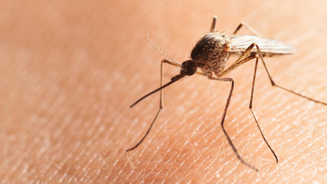 Bu ağcaqanadlar təhlükəlidir - Xəstəlik yayırlar