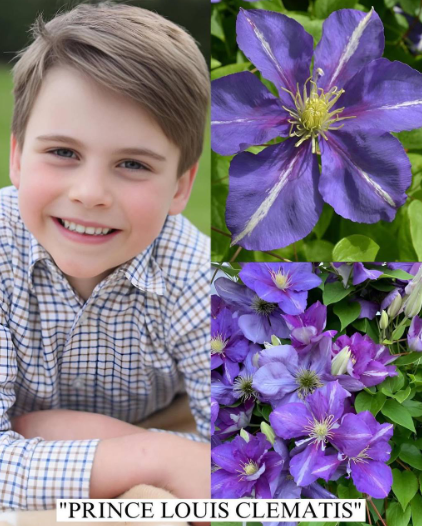 Bu güllərə onların adları verildi - Fotolar