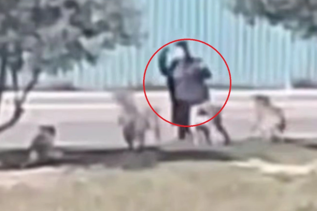 Masazırda sahibsiz küçə itləri vətəndaşa HÜCUM EDİBLƏR