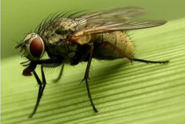 Milçəklərin KÖKÜNÜ KƏSİR: Hər otaqda 1 ədəd saxlayın