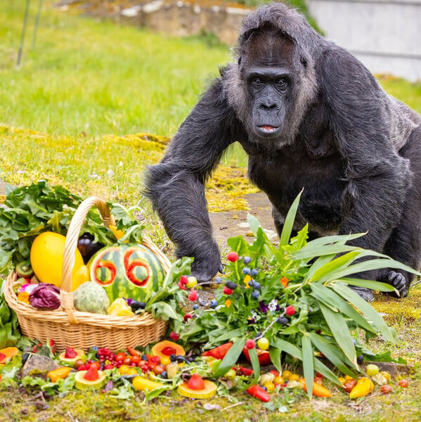 Berlin zooparkında dünyanın ən yaşlı qorillasının 66 yaşı tamam oldu - FOTO