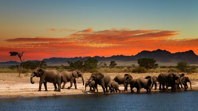 Afrikada niyə bu qədər böyük heyvan yaşayır? - Alimlərin izahı
