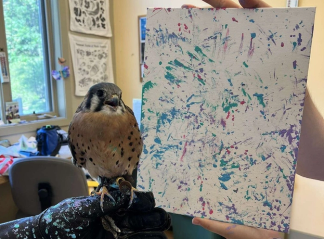 Görənlər inana bilmədi...Uçmaq qabiliyyətini itirən quş özünə yeni bir peşə tapıb - FOTO