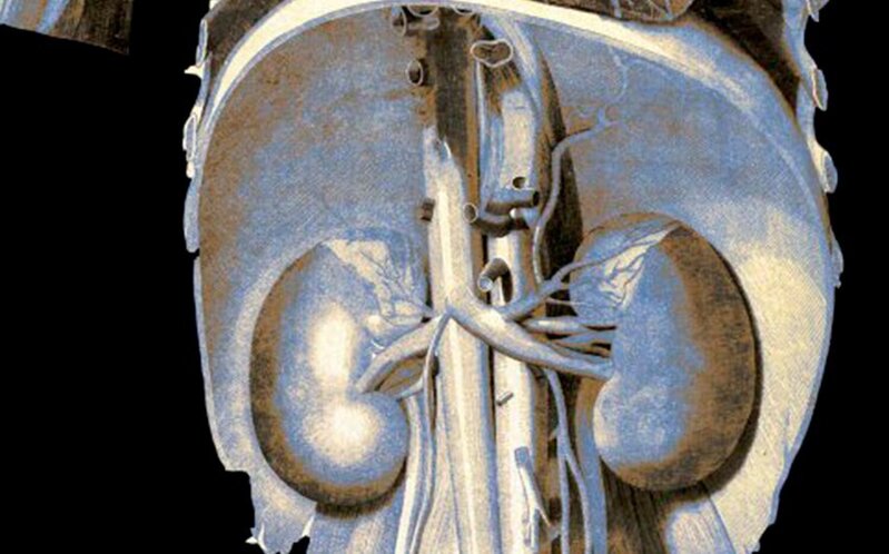 "Liver International": Böyrəklər hepatit E virusunu gizlədə bilər