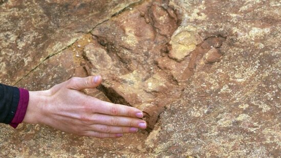 Dinozavrlardan daha qədim: 500 milyon yaşı olan canlı tapılıb