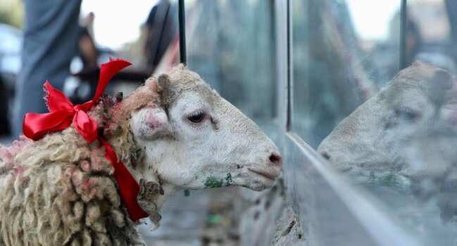 Qurban kəsimində diqqət yetirməli olduğunuz 5 məqam
