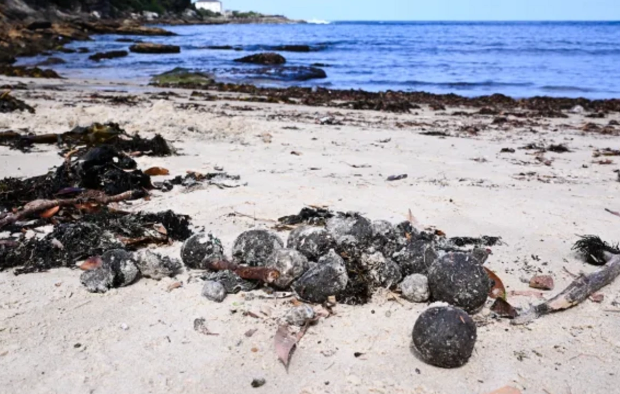 Avstraliya çimərliklərdə sirli kürələrlə mübarizə aparmaq üçün milyardlarla dollar xərcləyəcək