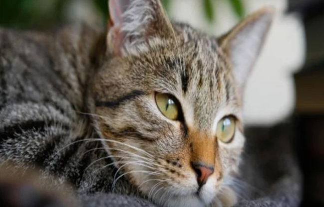 Pişiklər sahiblərini necə tanıyır, yad insanları necə ayırd edir?