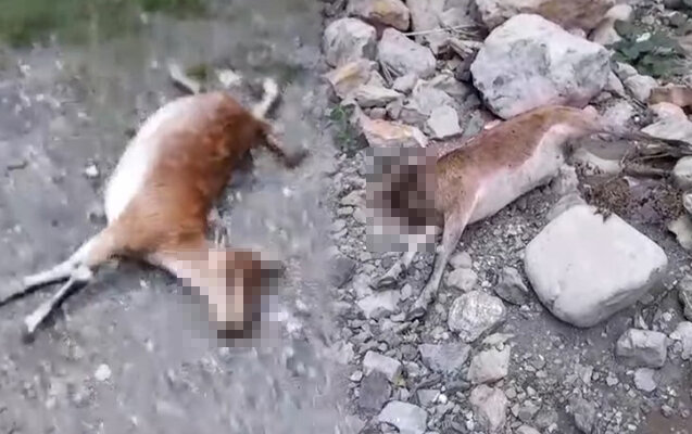 Kəlbəcərdəki bu videonu nazirliklər araşdırır