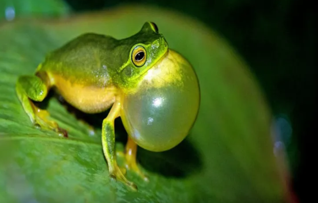 Nənə 8 diri qurbağanı uddu: SƏBƏB