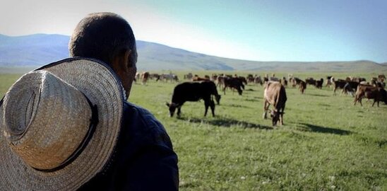 Bərdədə 5 uşaq atası olan çobandan dəhşətli əməl – TƏFƏRRÜAT