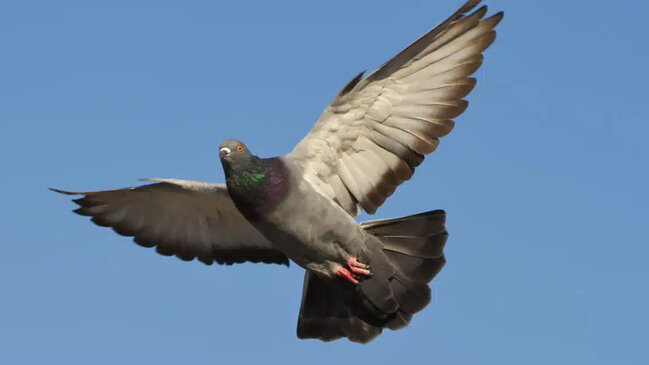 Göyərçin hara uçacağını necə bilir? - Alimlər onun daxili qulağında "kompas" tapdı