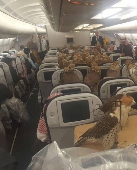 Quşları üçün 80 bilet aldı - FOTO