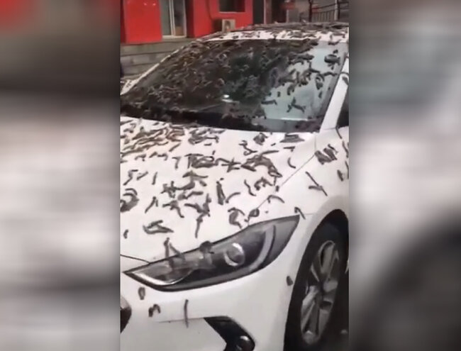 "Soxulcan yağışı"na aydınlıq gətirildi - VİDEO