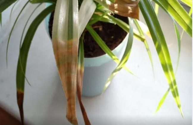 Ev bitkilərinin yarpaqları niyə saralır? Onları xilas etməyin yolu