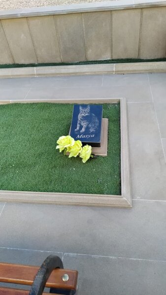 Azərbaycanda pişiyə MƏZAR DAŞI qoyuldu