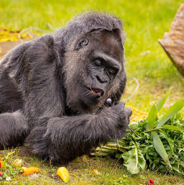 Berlin zooparkında dünyanın ən yaşlı qorillasının 66 yaşı tamam oldu - FOTO